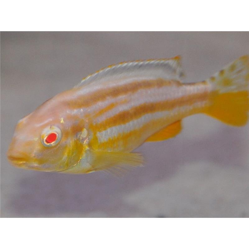 Melanochromis auratus albino - imagine 5